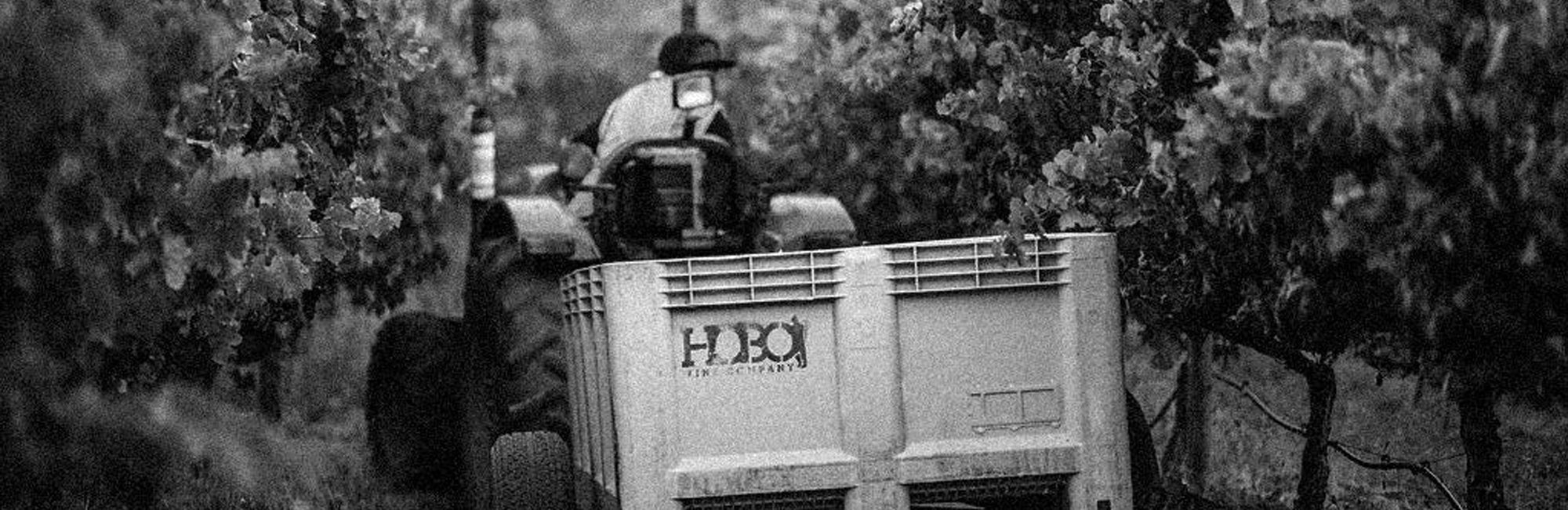 Tractor in vineyard pulling container with grapes