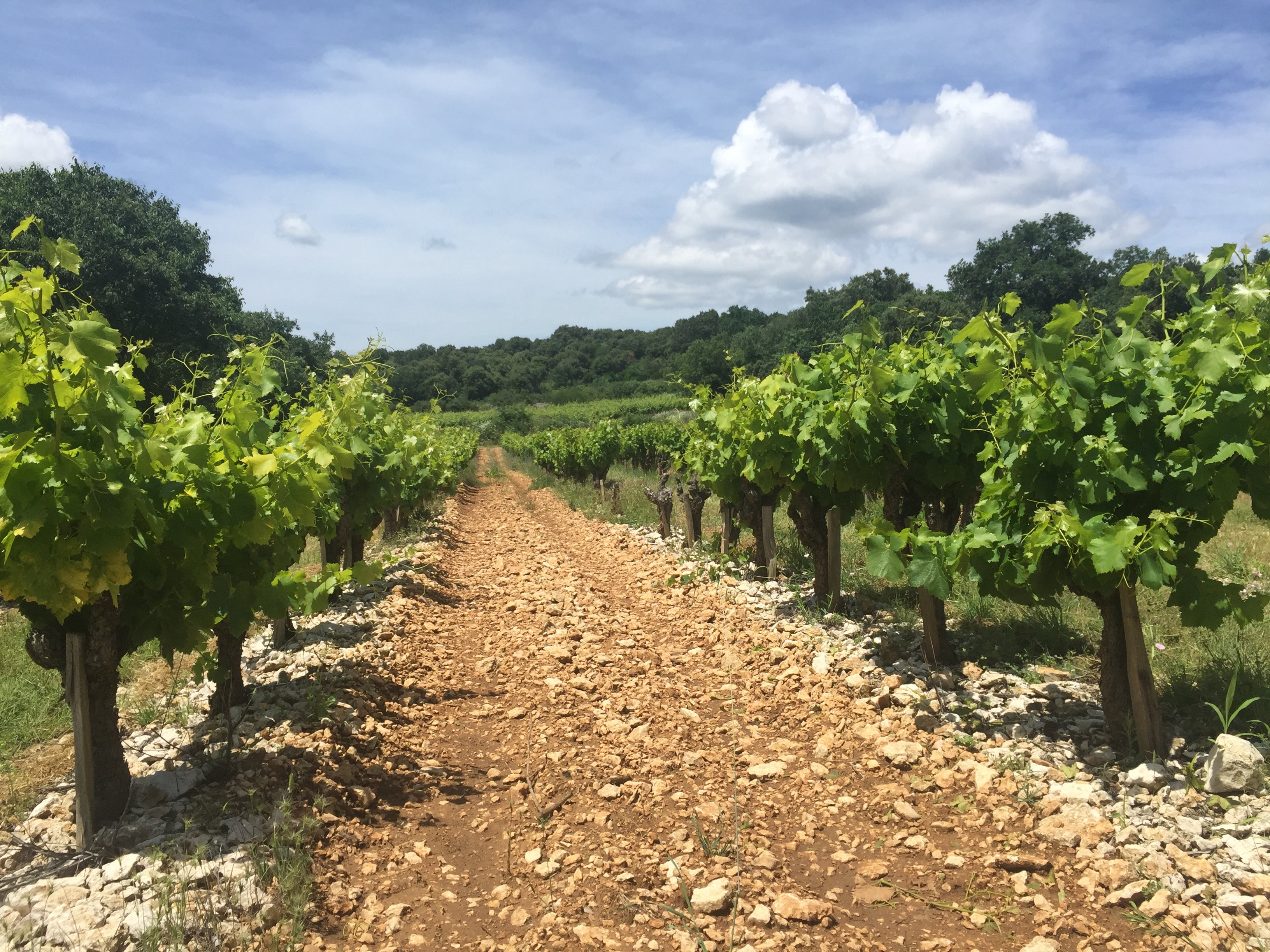 2023 Domaine de la Damase Piquepoul